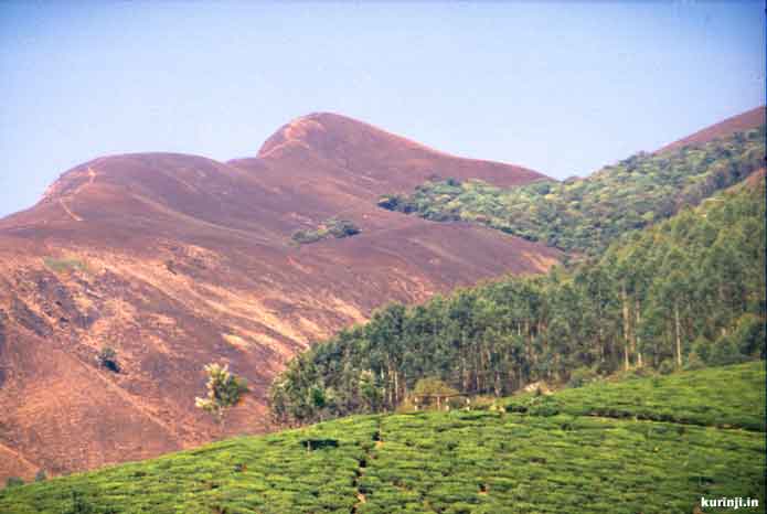 This was once a kurinji habitat habitat